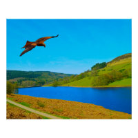 Buzzard comum em voo sobre o reservatório de Ladyb