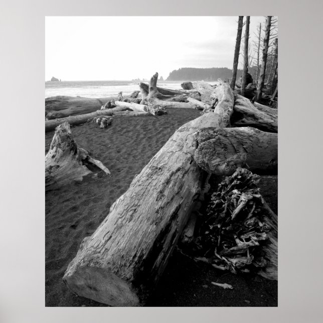 Poster bw driftwood 2 (Frente)