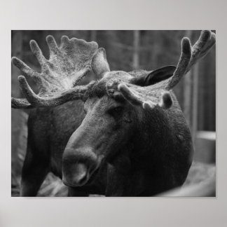 Poster BW Moose
