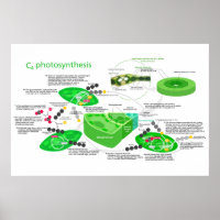 C4 Fotossíntese Diagrama Folha