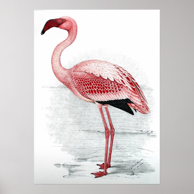 Poster C G Finch-Davies Flamingo (Frente)