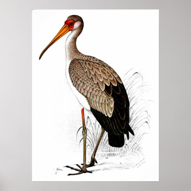 Póster C G Finch-Davies Yellow Biled Stork (Frente)
