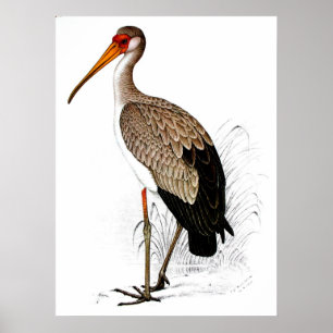 Póster C G Finch-Davies Yellow Bilk Stork