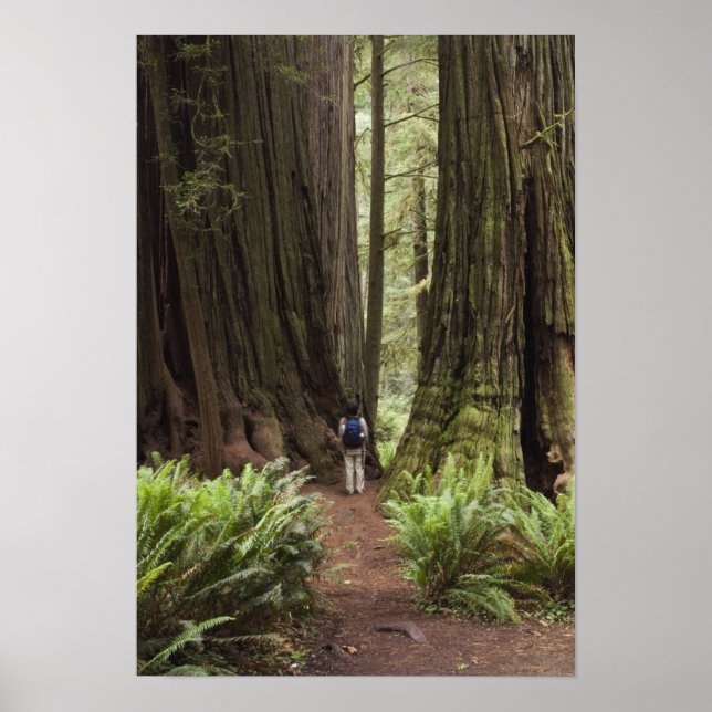 Poster CA, Parque Estadual de Redwoods Jedediah Smith, (Frente)