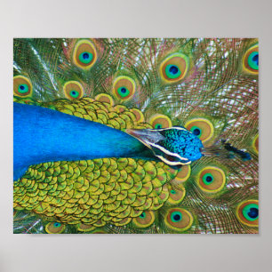 Poster Cabeça Azul de Peacock com Penas Coloridas das Ca