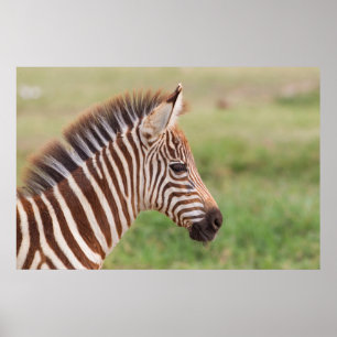 Póster Cabeça da zebra do bebê, Tanzânia