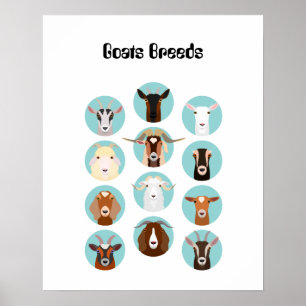 Poster Cabeça de Caprino