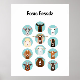 Poster Cabeça de Caprino