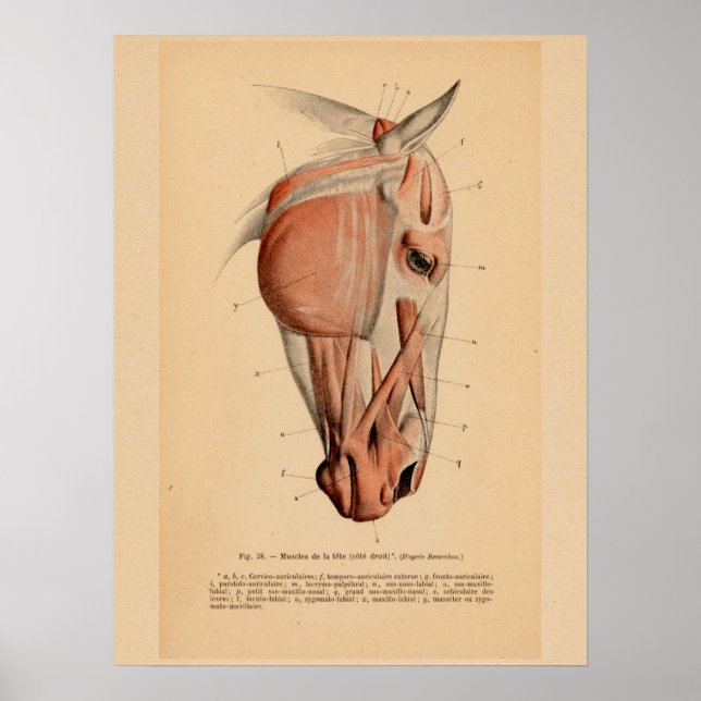 Poster Cabeça de Cavalo Anatomia Muscular Francês Impress (Frente)