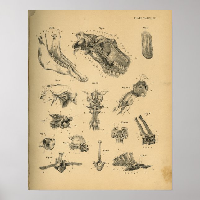 Poster Cabeça de Cavalo e Anatomia da coluna 1908 Vintage (Frente)