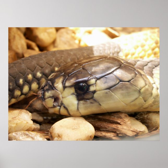 Poster Cabeça de Cobra Fechada (Frente)