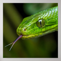 Cabeça de Cobra Verde