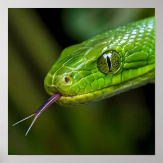 Poster Cabeça de Cobra Verde