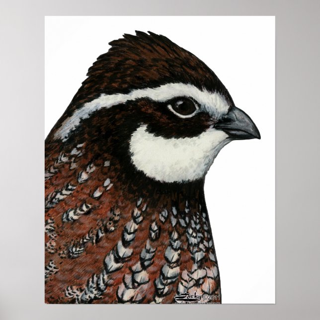 Poster Cabeça de Codorna Bobwhite (Frente)