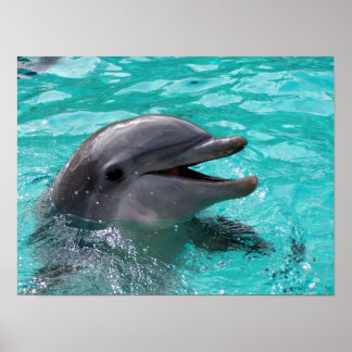 Poster Cabeça de golfinho em água aquamarina