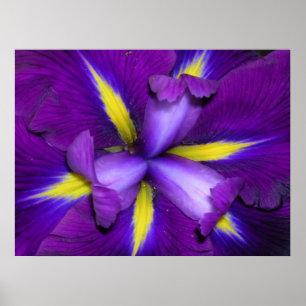 Póster Cabeça de Leão