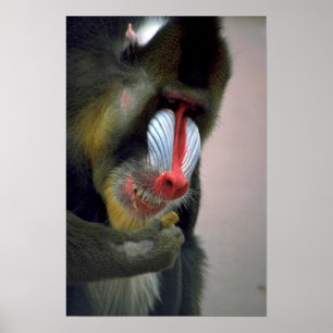 Poster Cabeça de Mandrill