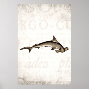 Póster Cabeça de martelo velha do tubarão de Hammerhead