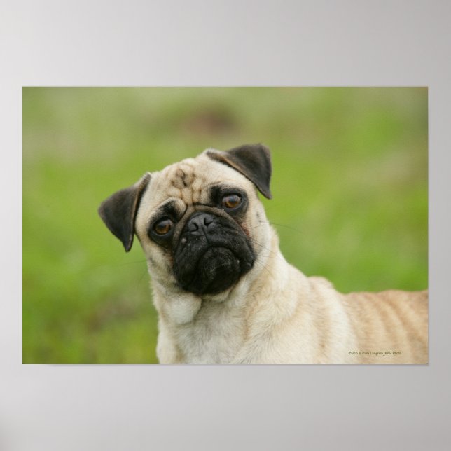 Poster Cabeça de Pug Batida Olhando para a Câmera (Frente)