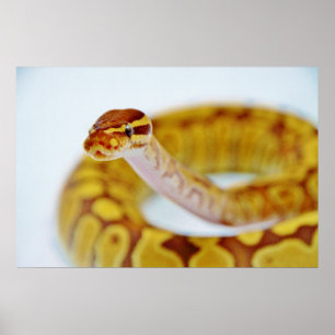 Poster Cabeça de Python Amarelo