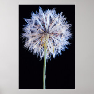 Póster Cabeça de Semente de Dandelion (Taraxacum Officin