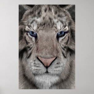 Poster Cabeça de Tigre Branco Estética da Vida Selvagem