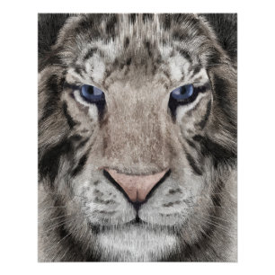 Póster Cabeça de Tigre Branco Estética da Vida Selvagem