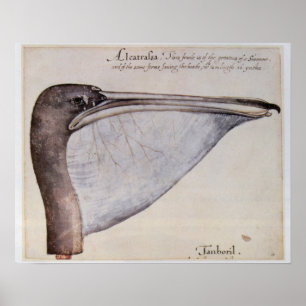 Póster Cabeça de um pelicano de Brown