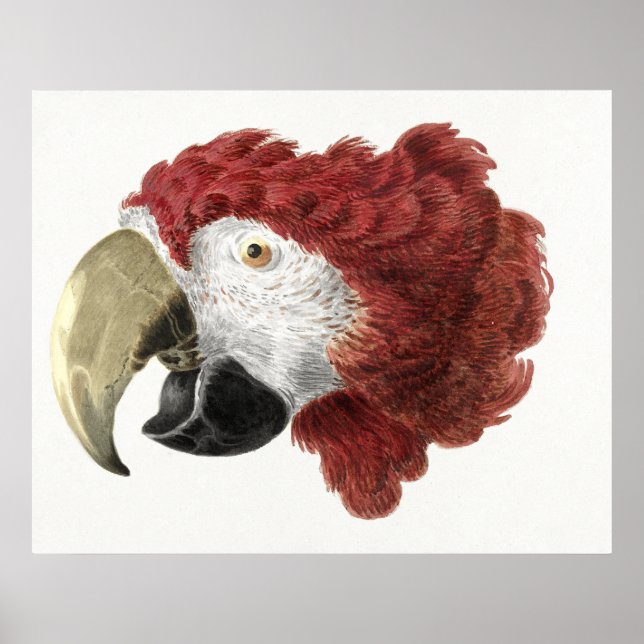 Poster Cabeça de uma Arara (1725–1792)  (Frente)