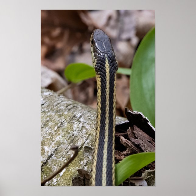 Poster Cabeça de uma Cobra (Frente)