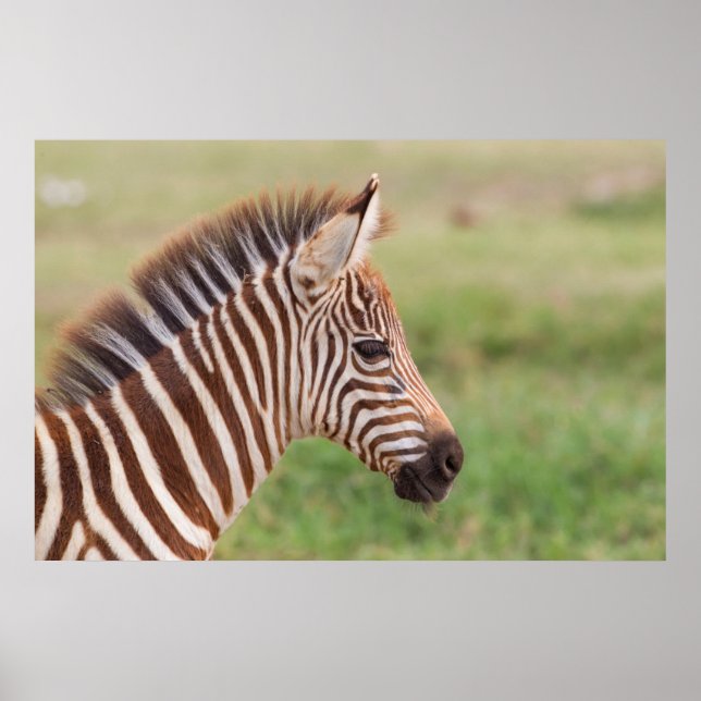 Póster Cabeça de zebra bebê, Tanzânia (Frente)