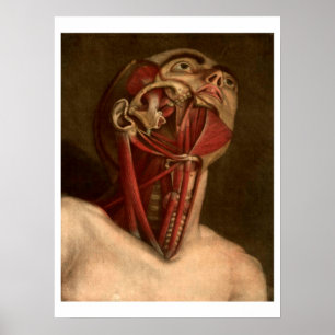 Poster Cabeça e pescoço da anatomia do vintage