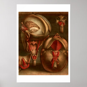 Póster Cabeça e pescoço da anatomia do vintage