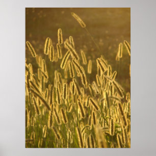 Póster Cabeças da semente da grama no por do sol