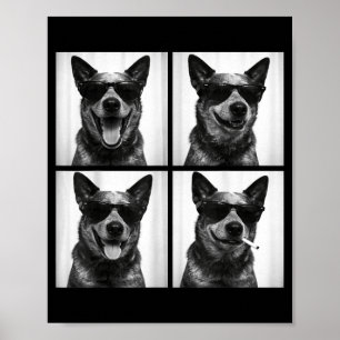 Poster Cabine de Foto Cachorro Boi Australiano Selfie de