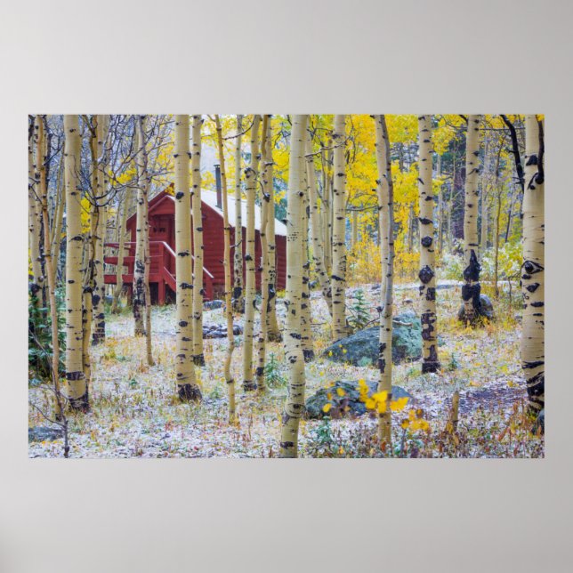 Póster Cabine solitária Grand Mesa numa floresta (Frente)