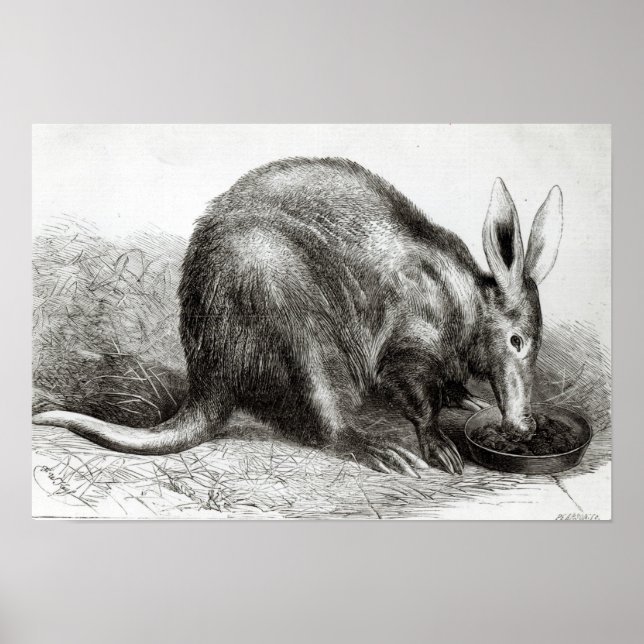 Póster Cabo Ant-Eater (Frente)