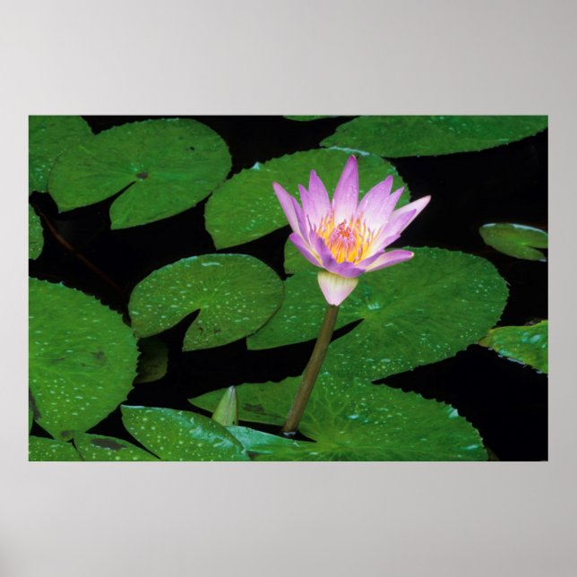 Poster Cabo Blue Water Lily (Nymphaea Capensis) (Frente)