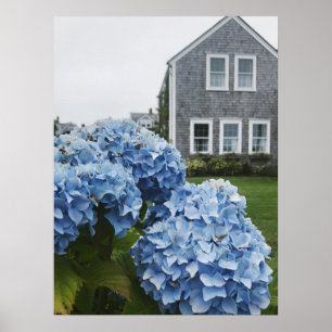 Poster Cabo Cod Hydrangea Home