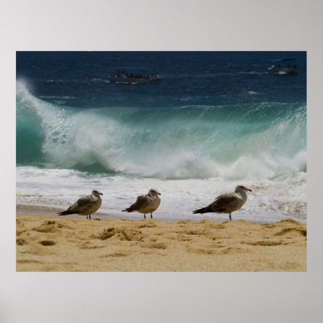 Poster Cabo Seagull 2 (Frente)