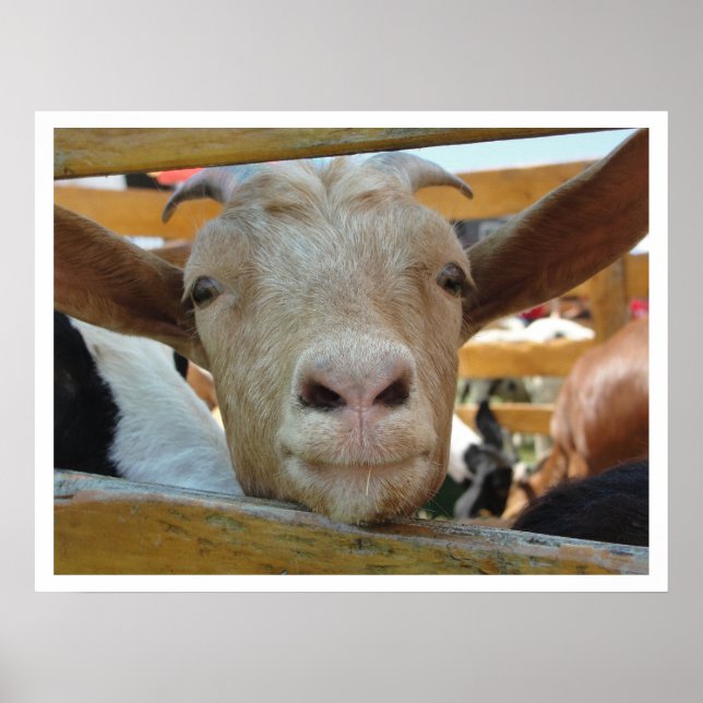 Póster Cabra Bonita Amiga (Frente)