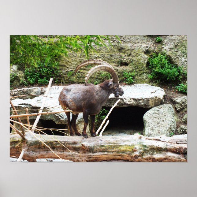 Póster Cabra de montanha (Frente)