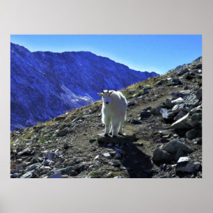 Poster Cabra de montanha
