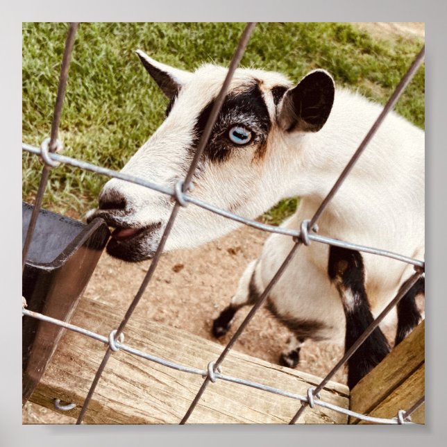 Poster cabra de olhos azuis (Frente)