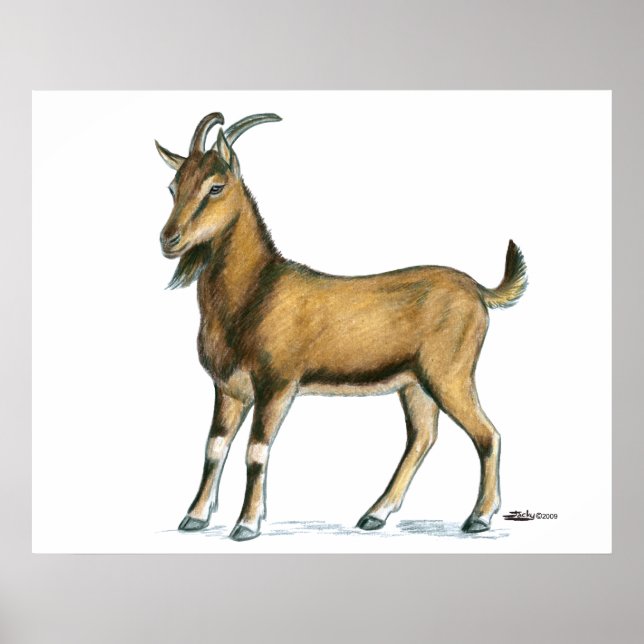 Poster Cabra: Marrom (Frente)