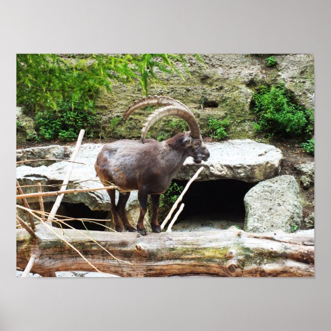 Póster Cabra montesa (Frente)