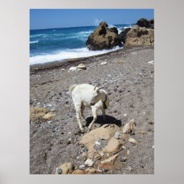Poster Cabra na Praia
