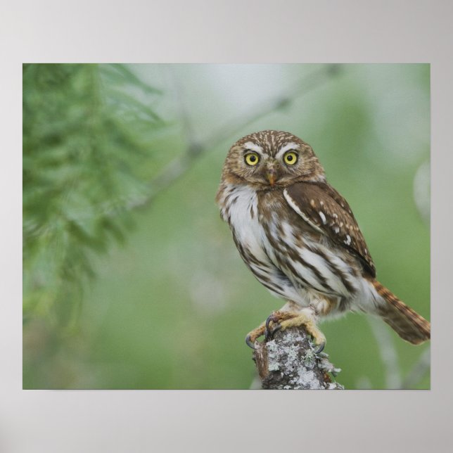 Póster Caburé-ferruginoso, Glaucidium brasilianum, 3 (Frente)