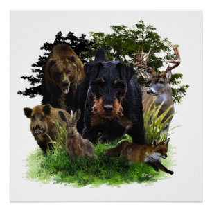 Póster Caça alemã Terrier (Jagdterrier)
