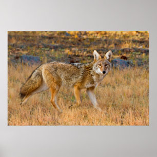 Póster Caça ao coiote (Canis Latrans)